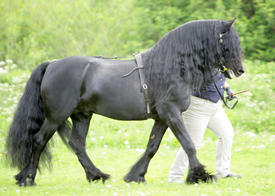 Showing Clinics at Caistor Equestrian Centre