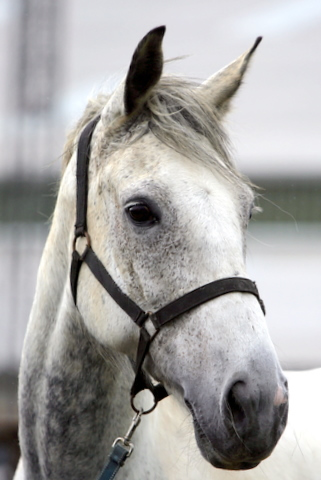 Job Vacancies at Caistor Equestrian Centre