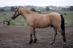 Caistor Equestrian Centre