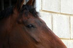Caistor Equestrian Centre